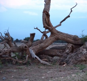 Baum