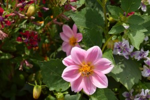 Rosa Blume