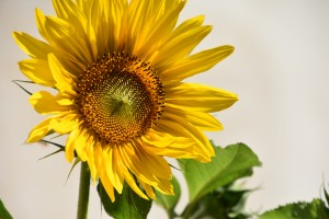 Sonnenblume