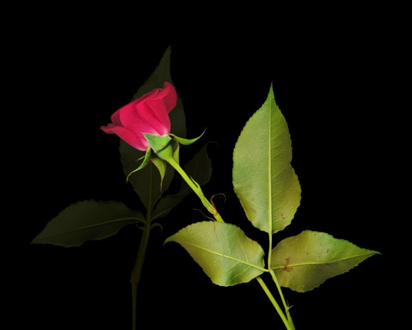 Rose Print