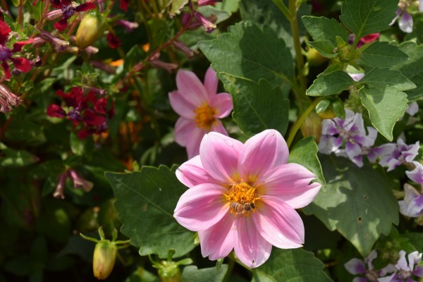 Rosa Blume Print