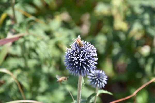 Blaue Blume Print