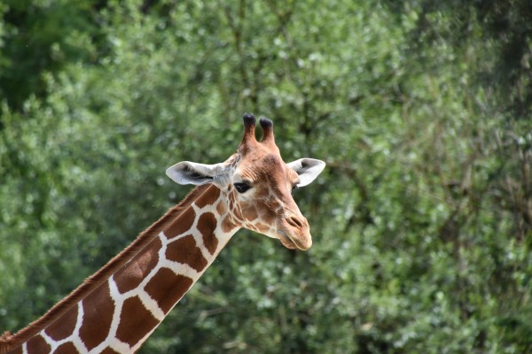 Giraffe Print