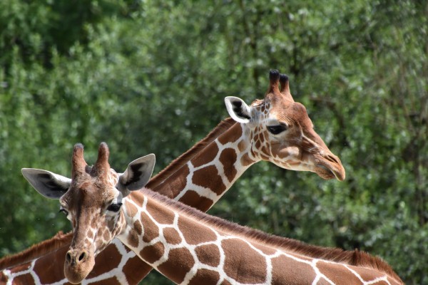 Giraffen by Irene Ragoss