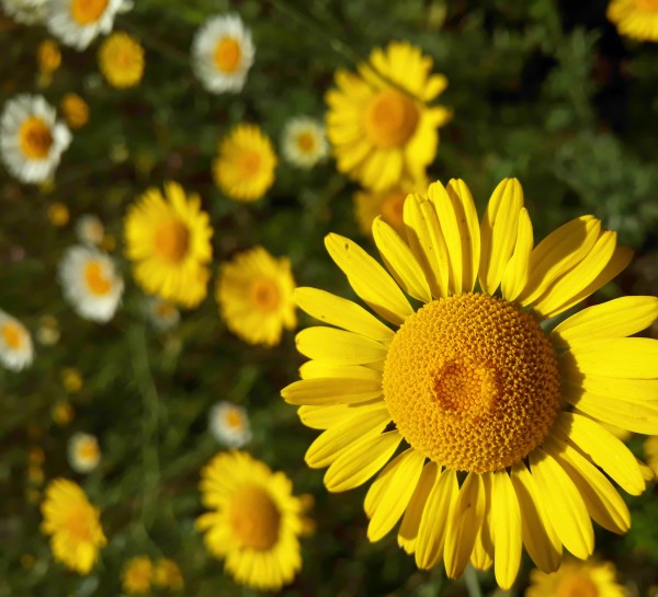Blumen by Irene Ragoss
