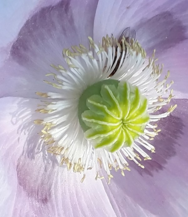 blute by Irene Ragoss