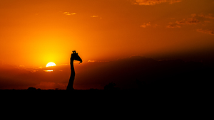 The Golden Sentinel by Joe Ng