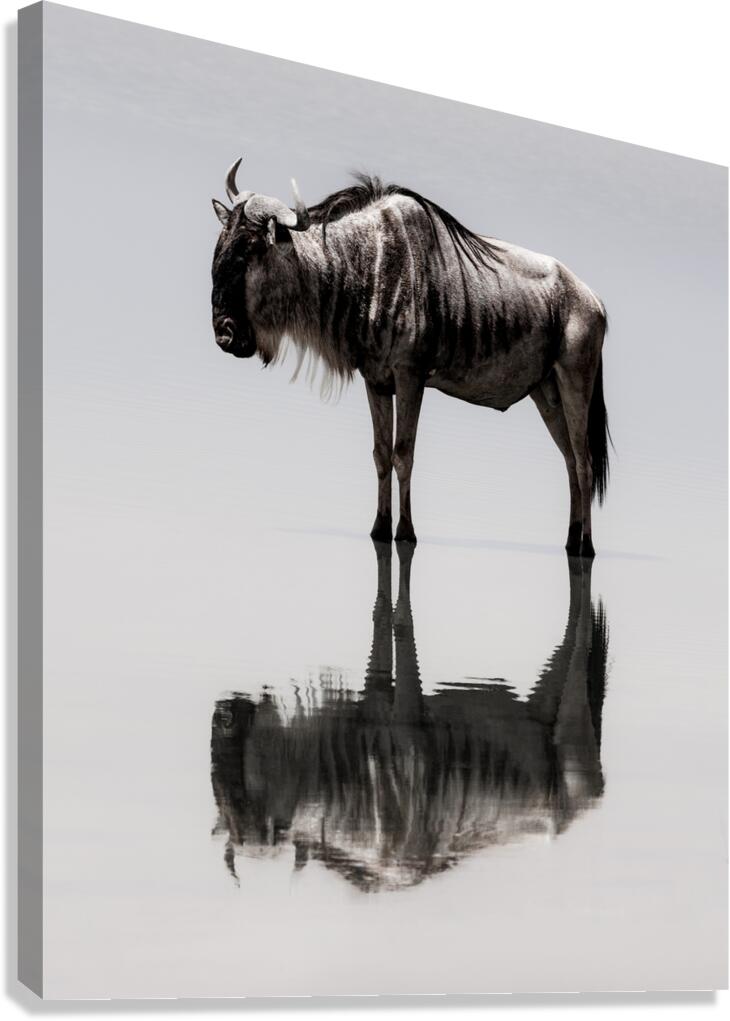 The Echo Canvas Print