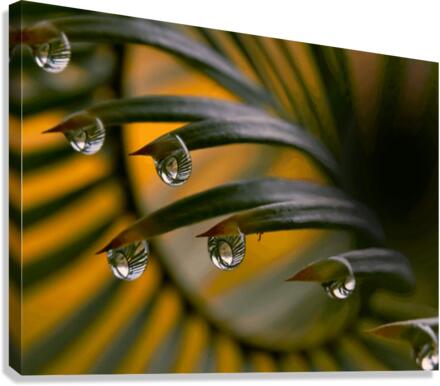 feather Canvas Print