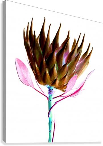 protea flower Canvas Print