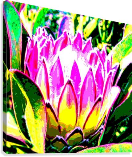 pink protea Canvas Print
