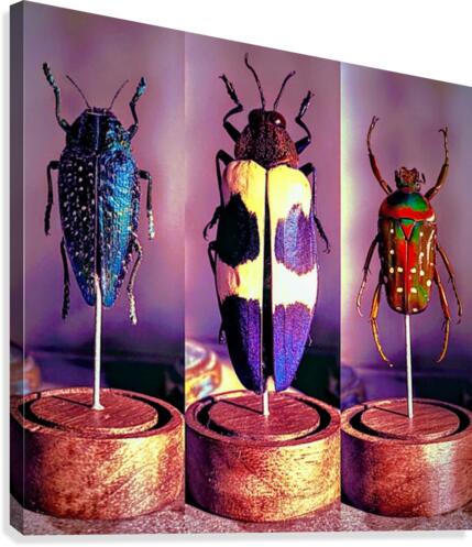 science bug Canvas Print
