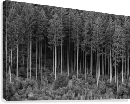 FOREST 01 Canvas Print