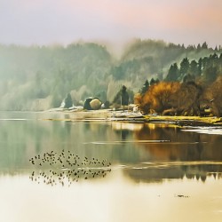 Color Cove