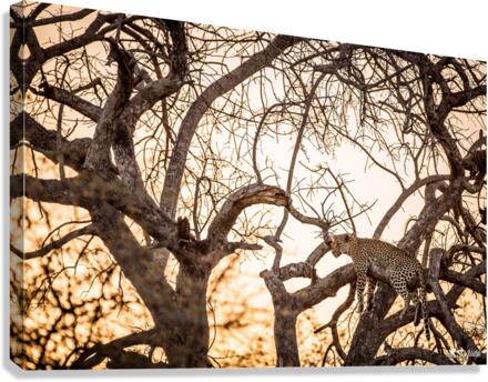 SUNSET CHILL Canvas Print