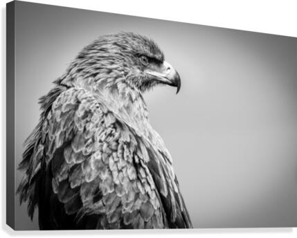 EAGLE EYE Canvas Print