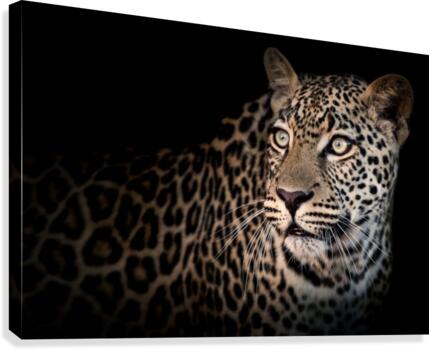 ELUSIVE Canvas Print