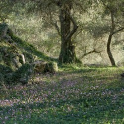 Olive Fields — Corfu Greece