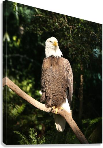 Stoic Canvas Print