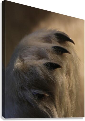 Bumble Canvas Print