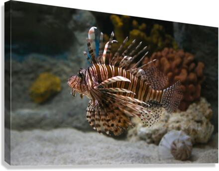 Invasive Canvas Print