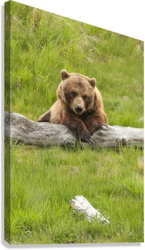 Posing Bear Canvas Print