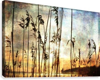 Apricity Canvas Print