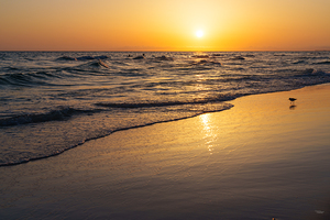 Sandering In The Golden Beach Sunlight