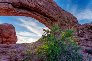 Sunrise Backlit Bush At Arches South Window