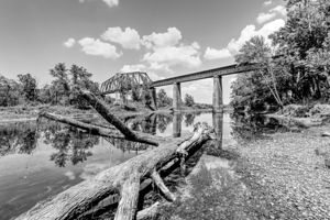 Cotter River Banked Tree Grayscale