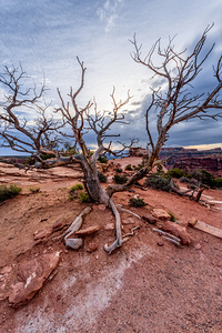 Dead Juniper Tree Shafer Canyon Vertical