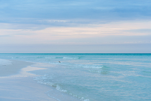 Sandpiper Diving In Destin Florida