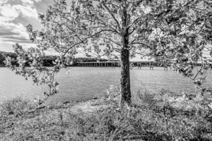 River Birch By Nemo Bridge Grayscale