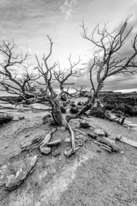 Dead Juniper Tree Shafer Canyon Vertical Grayscale