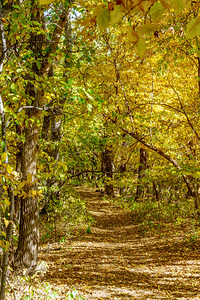 Golden Autumn Hiking Trail