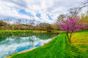 Reflections On Dogwood Creek