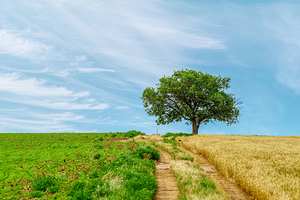 Kansas Tree By Farm Road