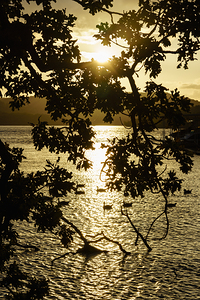 Canada Geese And Branches Sunset