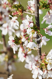 White Weeping Cherry Blossoms