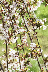 Weeping Cherry Blooms In Sunlight Painterly