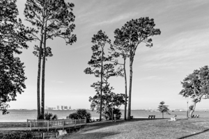 Navarre Beach Between Pine Trees Grayscale