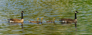 Goose Family Swim Pano
