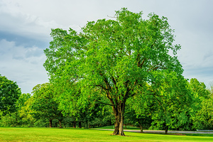 Majestic Elm In Springtime Stillness