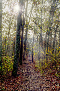 Autumn Forest Rays Through Branson Woods