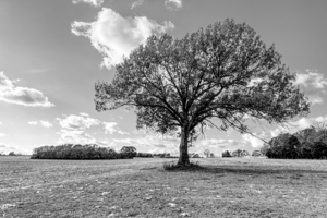 Majestic Oak Autumn Afternoon Grayscale
