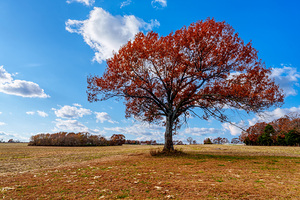 Majestic Oak Autumn Afternoon