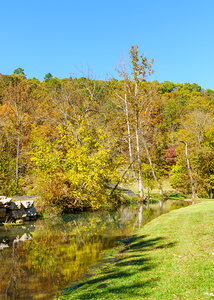 Creek Leads To A Colorful Forest