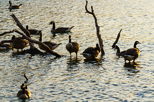 Branson Missouri Geese At Sunset