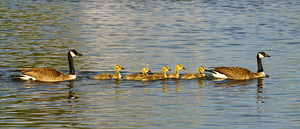 Goose Family Outing Pano