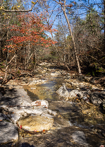 Ozarks Woody Rocky Creek In Fall Vertical